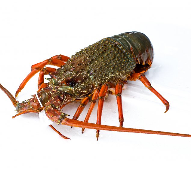 Live Eastern Rock Lobster (Min 900 g-1kg)