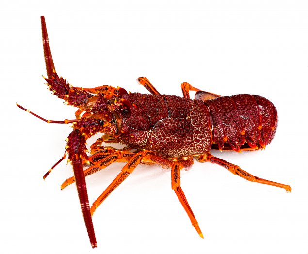 Live Southern Rock Lobster (2.5-2.7kg)