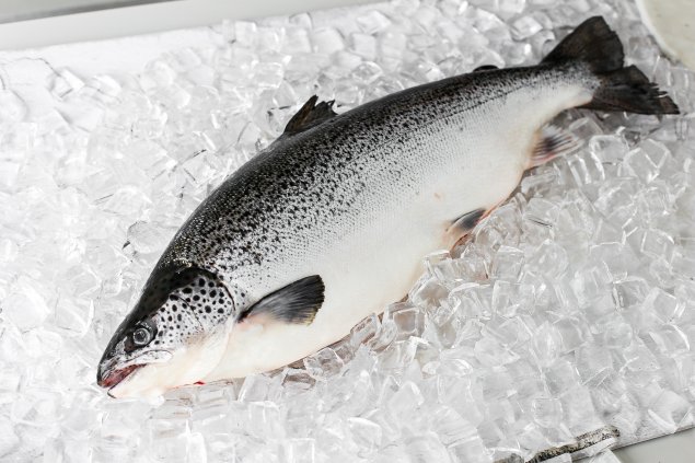 Whole Tasmanian Salmon (5-5.5kg)