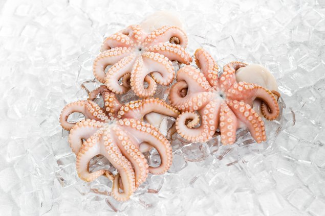 Octopus - Medium 550-650gram 