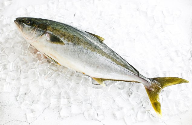 Whole Hiramasa Kingfish (4.2-4.5kg)