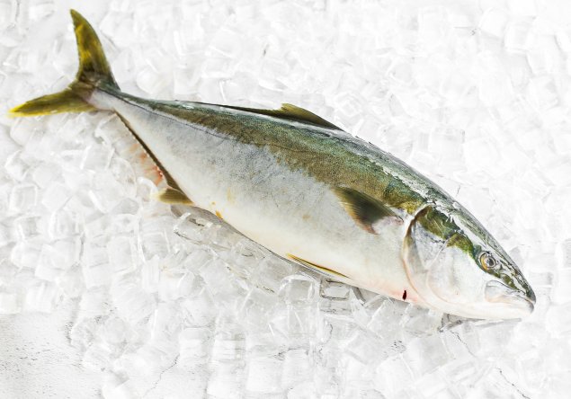 Whole Hiramasa Kingfish (4.2-4.5kg)