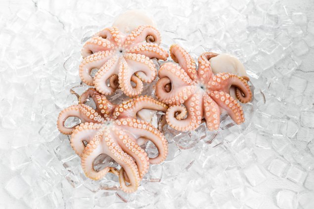 SF - Whole Medium Octopus (550-650gram)