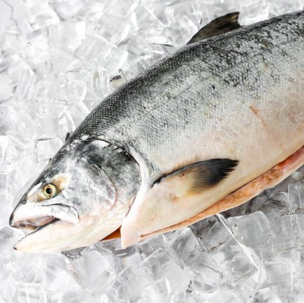 Whole NZ King Salmon (3-4kg)