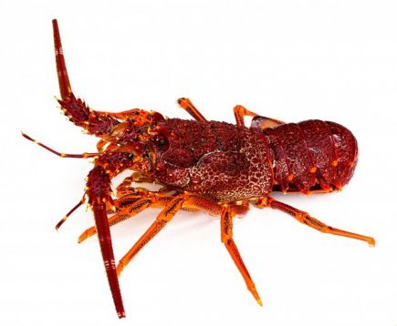 Live Southern Rock Lobster (1.2-1.4kg)