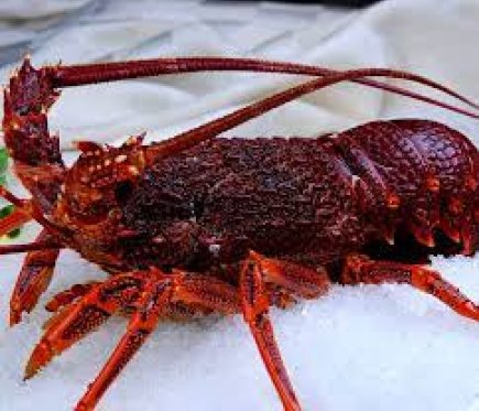Live Southern Rock Lobster (1.6-1.8kg)