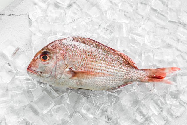  Whole NZ Snapper Small (500-550gram)