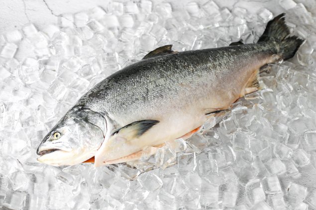 Whole NZ King Salmon (4.1-4.2 kg)